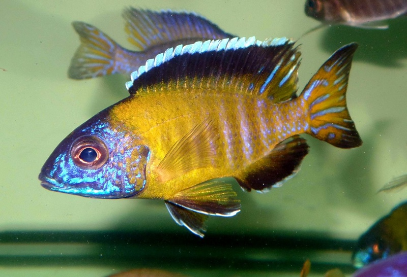 Aulonocara stuartgranti 'Lundo Island'